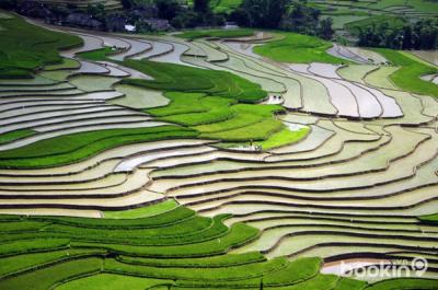 Ruộng bậc thang Việt Nam vào top 10 cảnh đẹp thế giới